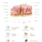 5 Insights| Retinol's Impact on SkinCell Turnover